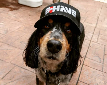 Dog wearing a black behave cap with visible branding on a stone patio.